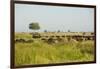 Family of African Buffalo-Michele Westmorland-Framed Photographic Print