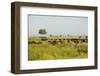 Family of African Buffalo-Michele Westmorland-Framed Photographic Print