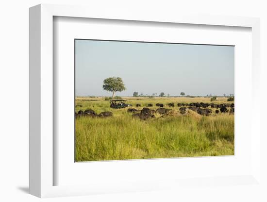 Family of African Buffalo-Michele Westmorland-Framed Photographic Print