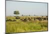 Family of African Buffalo-Michele Westmorland-Mounted Photographic Print