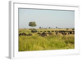 Family of African Buffalo-Michele Westmorland-Framed Photographic Print