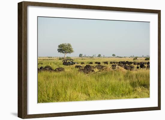 Family of African Buffalo-Michele Westmorland-Framed Photographic Print