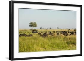 Family of African Buffalo-Michele Westmorland-Framed Photographic Print