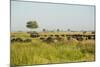 Family of African Buffalo-Michele Westmorland-Mounted Photographic Print