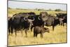 Family of African Buffalo-Michele Westmorland-Mounted Photographic Print