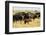 Family of African Buffalo-Michele Westmorland-Framed Photographic Print