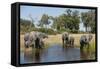 Family of African Elephants-Michele Westmorland-Framed Stretched Canvas