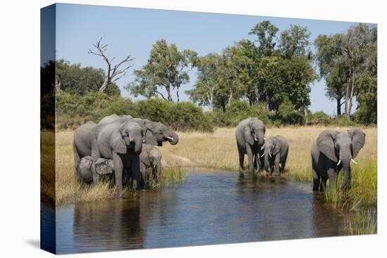 Family of African Elephants-Michele Westmorland-Stretched Canvas