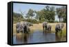 Family of African Elephants-Michele Westmorland-Framed Stretched Canvas