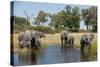 Family of African Elephants-Michele Westmorland-Stretched Canvas