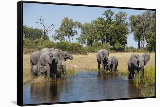 Family of African Elephants-Michele Westmorland-Framed Stretched Canvas