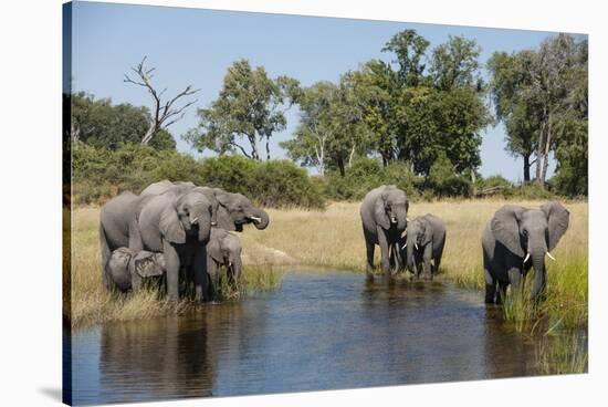 Family of African Elephants-Michele Westmorland-Stretched Canvas