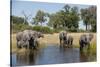 Family of African Elephants-Michele Westmorland-Stretched Canvas