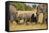 Family of African Elephants-Michele Westmorland-Framed Stretched Canvas