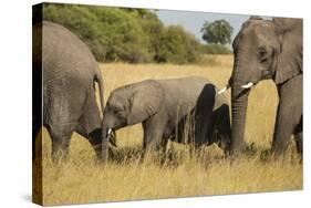 Family of African Elephants-Michele Westmorland-Stretched Canvas