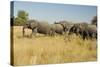 Family of African Elephants-Michele Westmorland-Stretched Canvas
