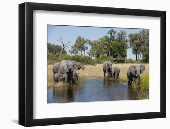 Family of African Elephants-Michele Westmorland-Framed Premium Photographic Print