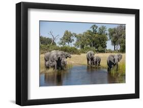 Family of African Elephants-Michele Westmorland-Framed Premium Photographic Print