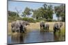 Family of African Elephants-Michele Westmorland-Mounted Premium Photographic Print