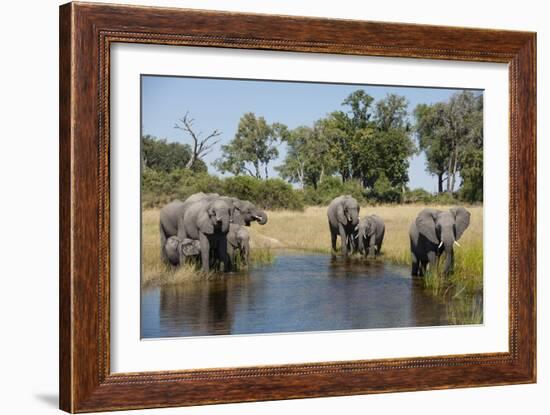 Family of African Elephants-Michele Westmorland-Framed Photographic Print