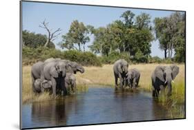 Family of African Elephants-Michele Westmorland-Mounted Photographic Print