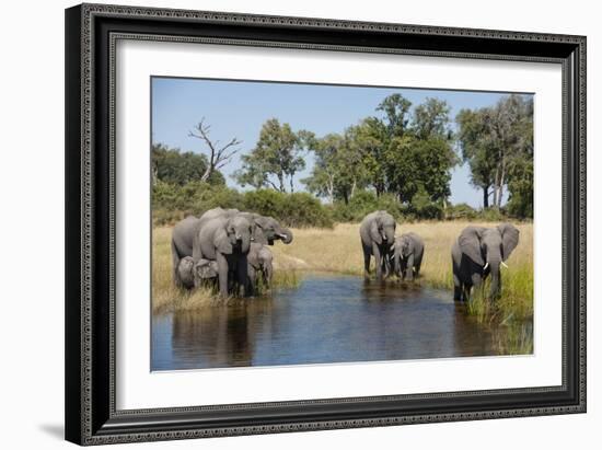 Family of African Elephants-Michele Westmorland-Framed Photographic Print