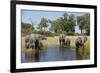 Family of African Elephants-Michele Westmorland-Framed Photographic Print