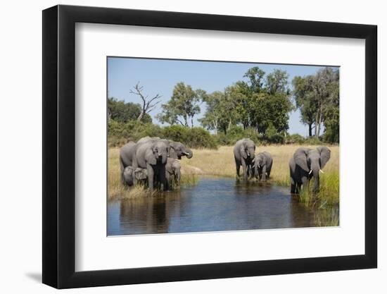 Family of African Elephants-Michele Westmorland-Framed Photographic Print