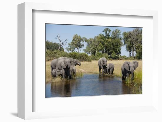 Family of African Elephants-Michele Westmorland-Framed Photographic Print