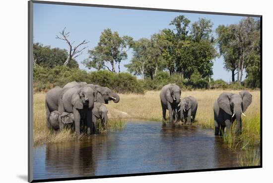 Family of African Elephants-Michele Westmorland-Mounted Photographic Print