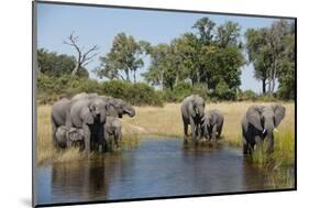 Family of African Elephants-Michele Westmorland-Mounted Photographic Print