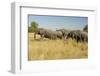 Family of African Elephants-Michele Westmorland-Framed Photographic Print