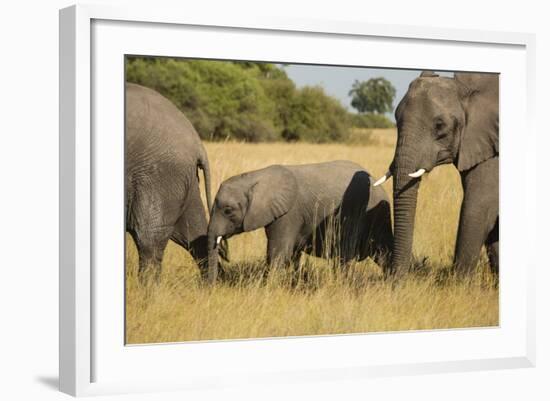 Family of African Elephants-Michele Westmorland-Framed Photographic Print