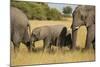 Family of African Elephants-Michele Westmorland-Mounted Photographic Print