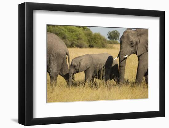 Family of African Elephants-Michele Westmorland-Framed Photographic Print