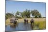 Family of African Elephants-Michele Westmorland-Mounted Photographic Print