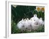 Family of Albino Netherland Dwarf Rabbits, USA-Lynn M. Stone-Framed Photographic Print