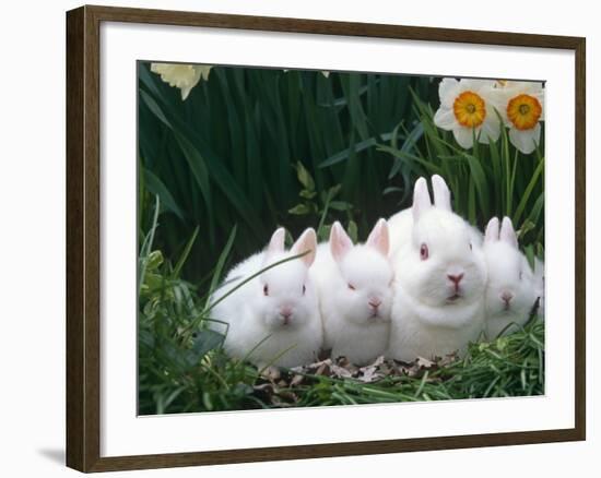 Family of Albino Netherland Dwarf Rabbits, USA-Lynn M. Stone-Framed Photographic Print