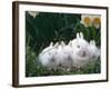 Family of Albino Netherland Dwarf Rabbits, USA-Lynn M. Stone-Framed Photographic Print