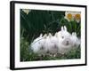 Family of Albino Netherland Dwarf Rabbits, USA-Lynn M. Stone-Framed Photographic Print