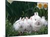 Family of Albino Netherland Dwarf Rabbits, USA-Lynn M. Stone-Mounted Photographic Print