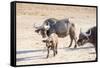 Family of Buffalo (Syncerus Caffer)-Kim Walker-Framed Stretched Canvas