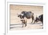 Family of Buffalo (Syncerus Caffer)-Kim Walker-Framed Photographic Print
