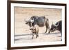 Family of Buffalo (Syncerus Caffer)-Kim Walker-Framed Photographic Print