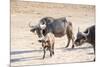 Family of Buffalo (Syncerus Caffer)-Kim Walker-Mounted Photographic Print