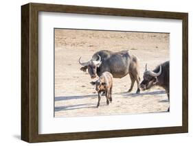 Family of Buffalo (Syncerus Caffer)-Kim Walker-Framed Photographic Print