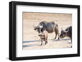 Family of Buffalo (Syncerus Caffer)-Kim Walker-Framed Photographic Print
