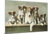 Family of Collies-null-Mounted Premium Giclee Print