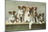 Family of Collies-null-Mounted Art Print