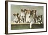 Family of Collies-null-Framed Art Print